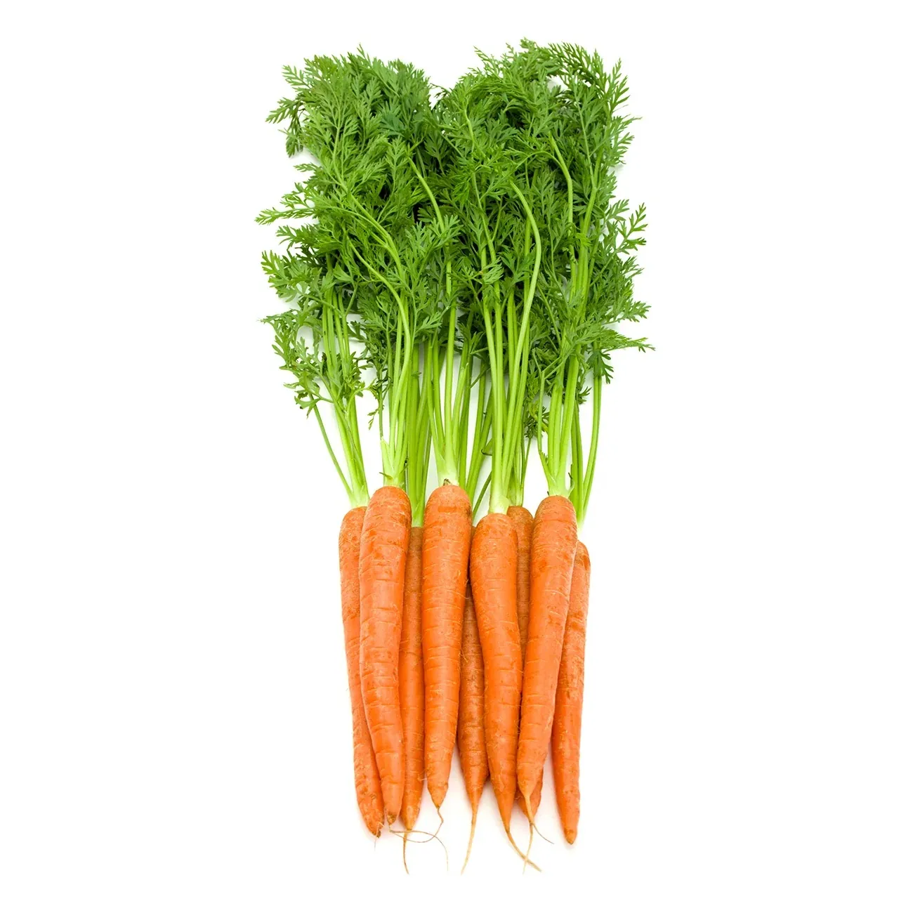 Carrots exported from Egypt