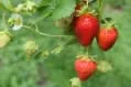 Produce